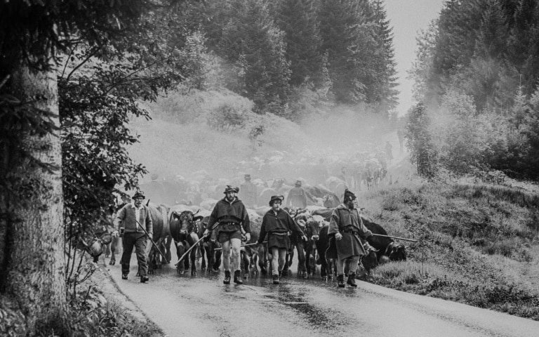 Almabtrieb im Kleinwalsertal